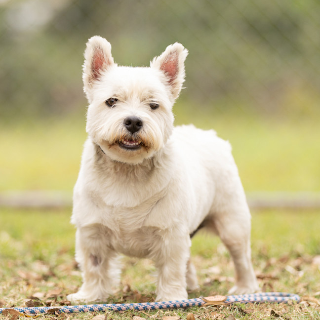 Photo of Scottie