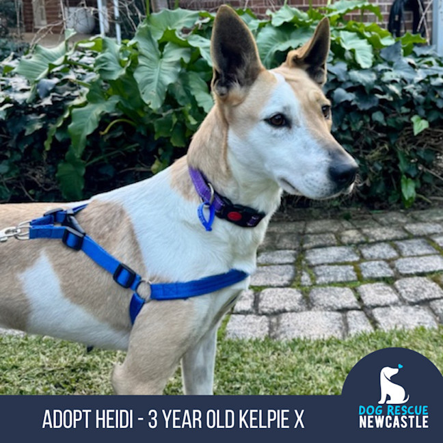 Photo of Heidi   3 Year Old Kelpie X