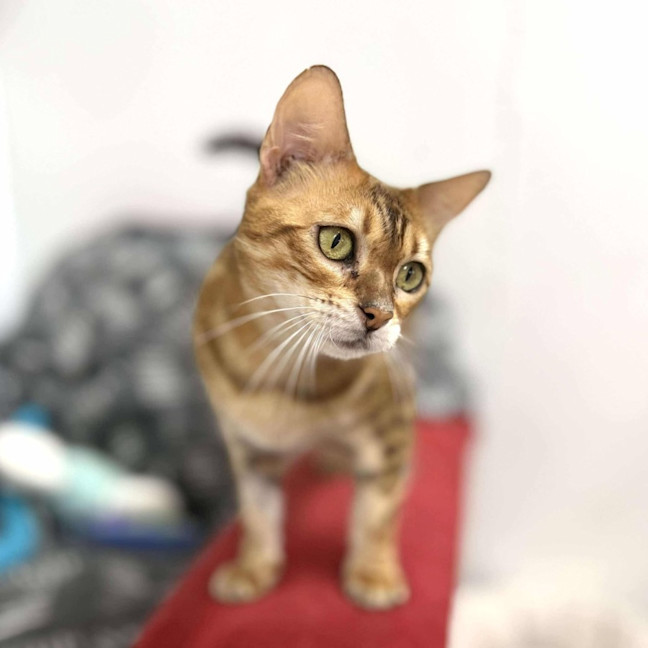 Photo of Clover   Located In Keilor Downs