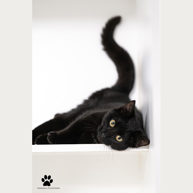 Photo of Gypsy