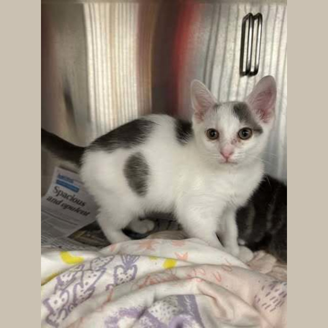 Photo of Mochi