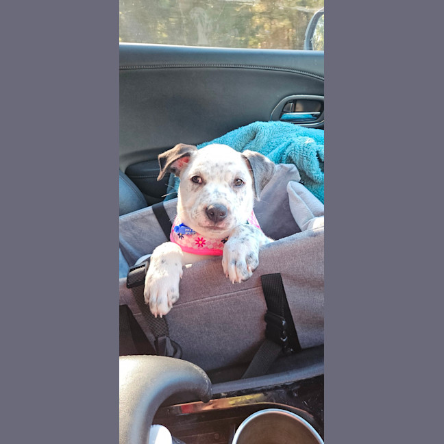Photo of Sylvia    4 Month Old Cattle Dog