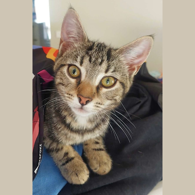 Photo of Waffles
