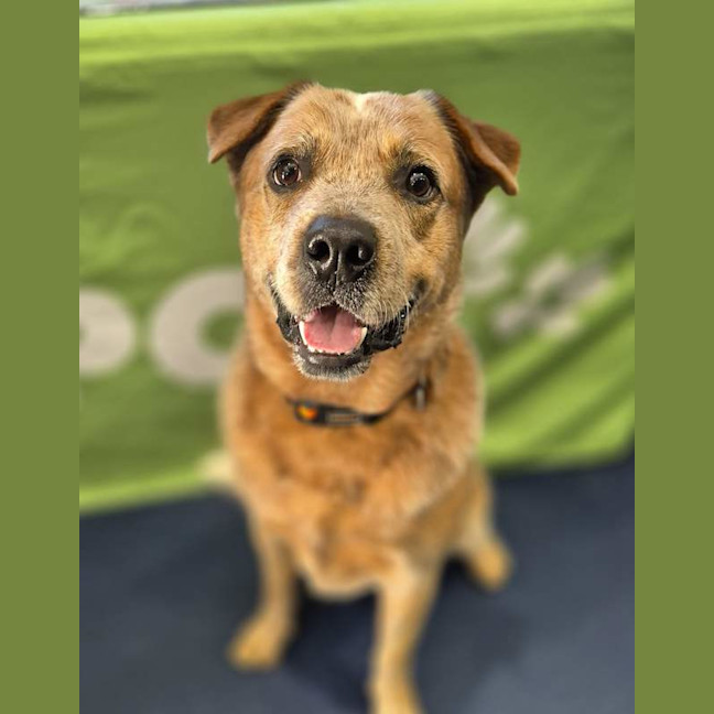 Photo of Red Dog
