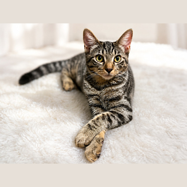 Photo of Chili