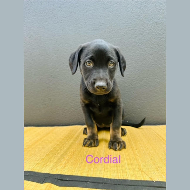Photo of Uk Beverages Litter