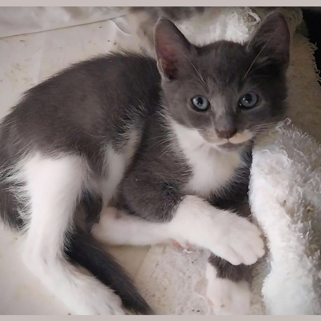 Photo of Dasher 🦌