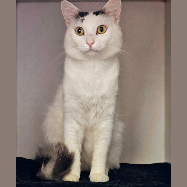 Photo of Casper 
