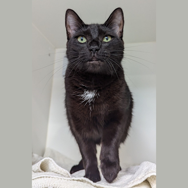Photo of Spot