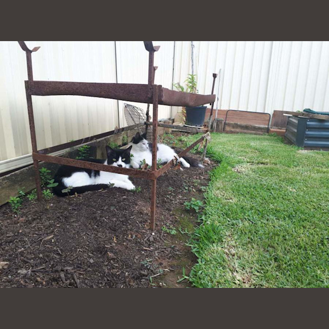 Photo of Cattie And Rosie 