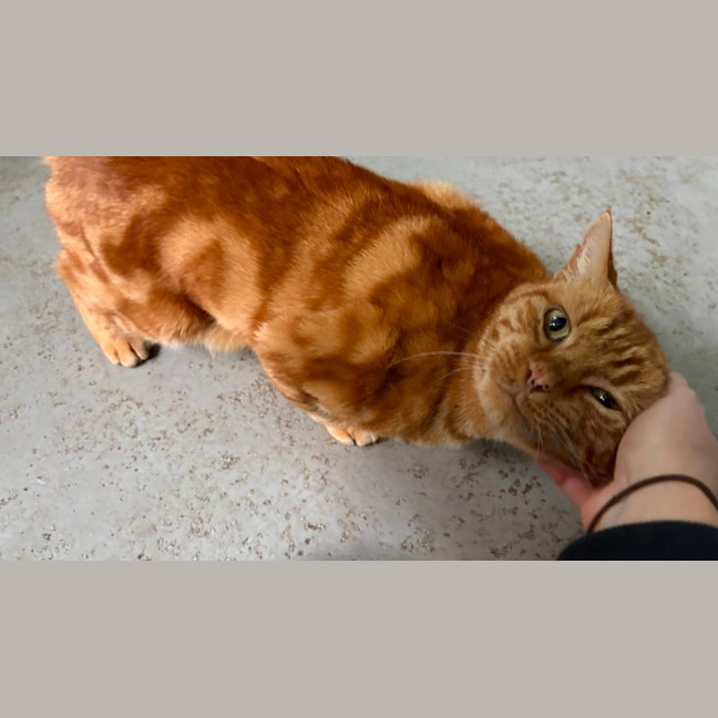 Photo of Cheeto