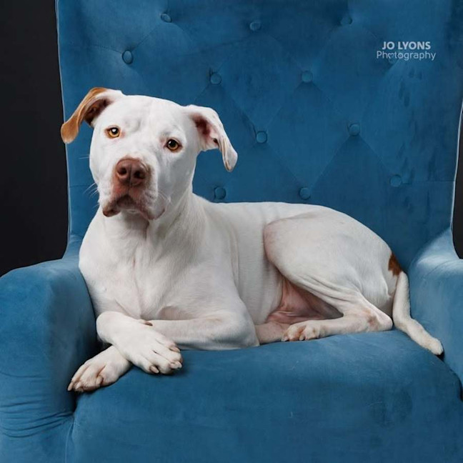 Photo of Chief   3 Year Old Staffy