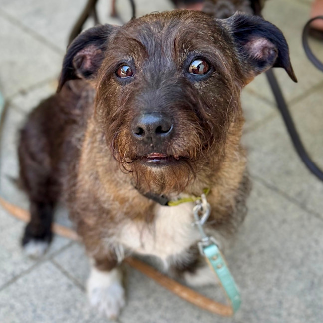 Photo of Beautiful Funny Beau 