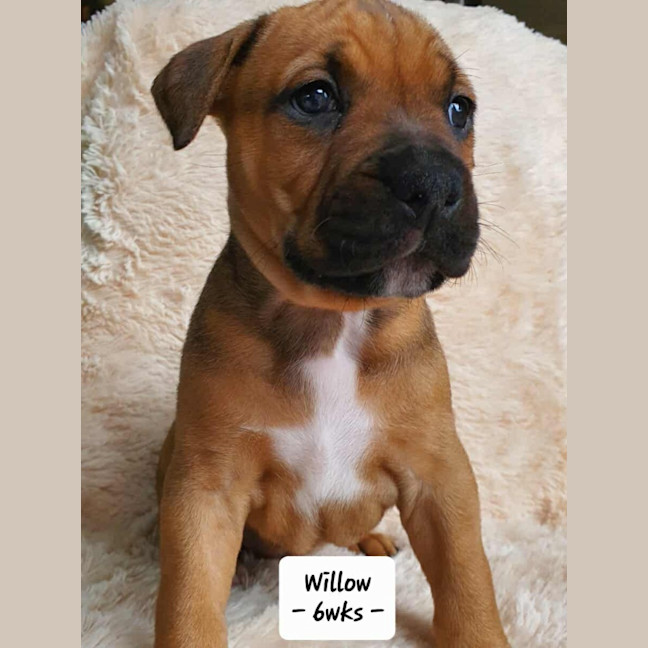 Photo of Willow