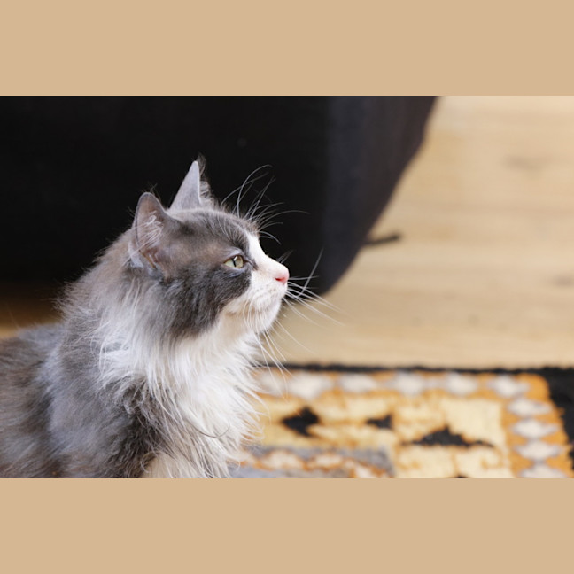 Photo of ꨄ︎ Meredith ꨄ︎