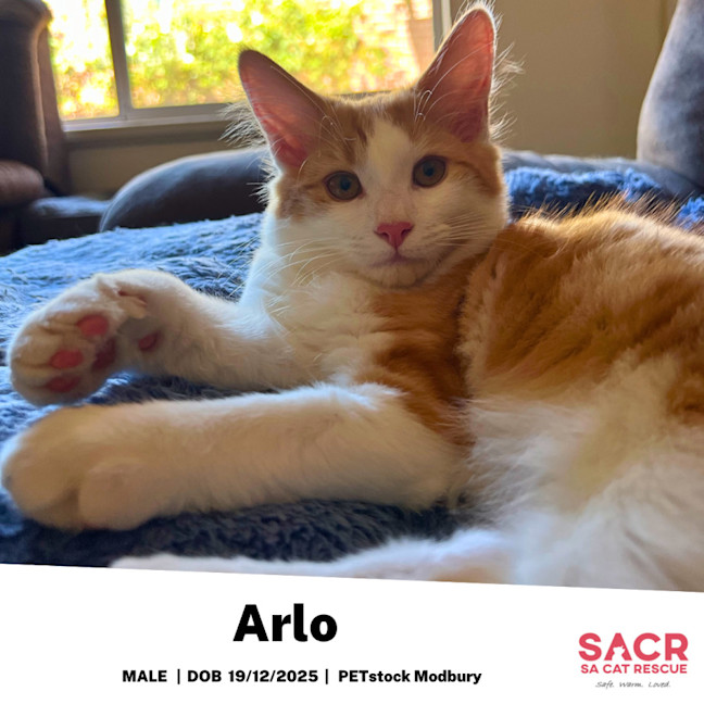 Photo of Arlo