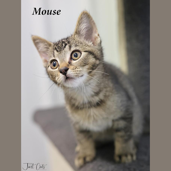 Photo of Mouse   Petstock Invermay
