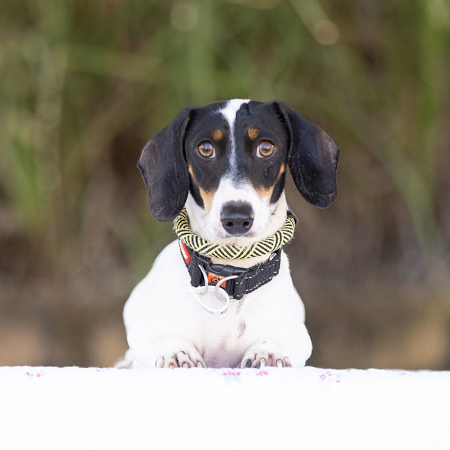 Photo of Dash