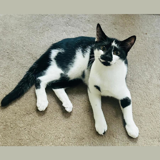 Photo of Bailey Junior