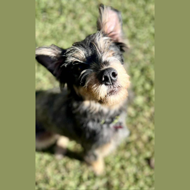 Photo of Dizzy Rascal