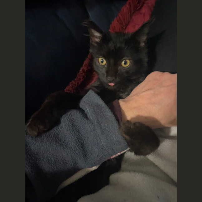 Photo of Smudge
