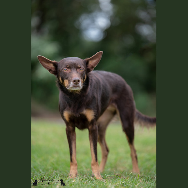Photo of Echo