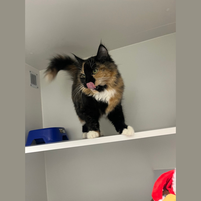 Photo of Pepsi