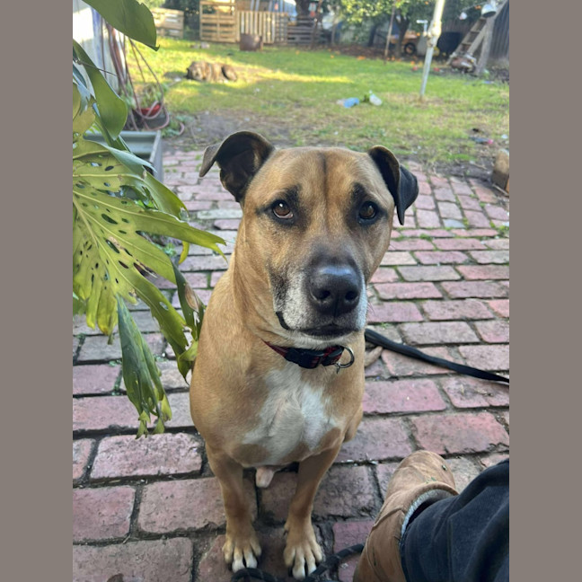 Photo of Hooch
