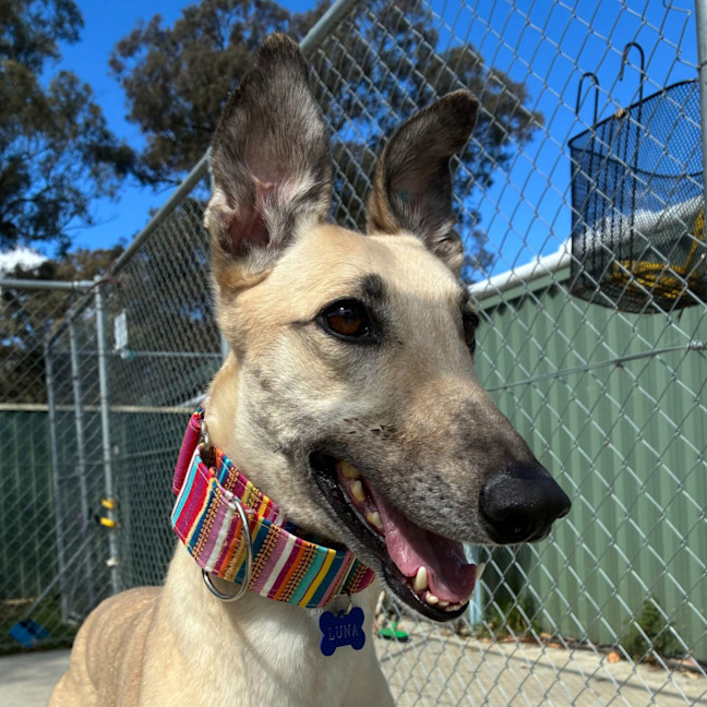 Photo of Luna The Greyhound