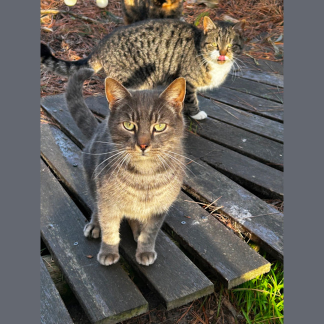 Photo of The Twins Chaffy