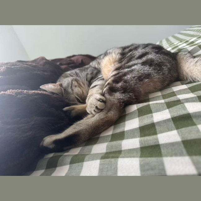 Photo of Milo