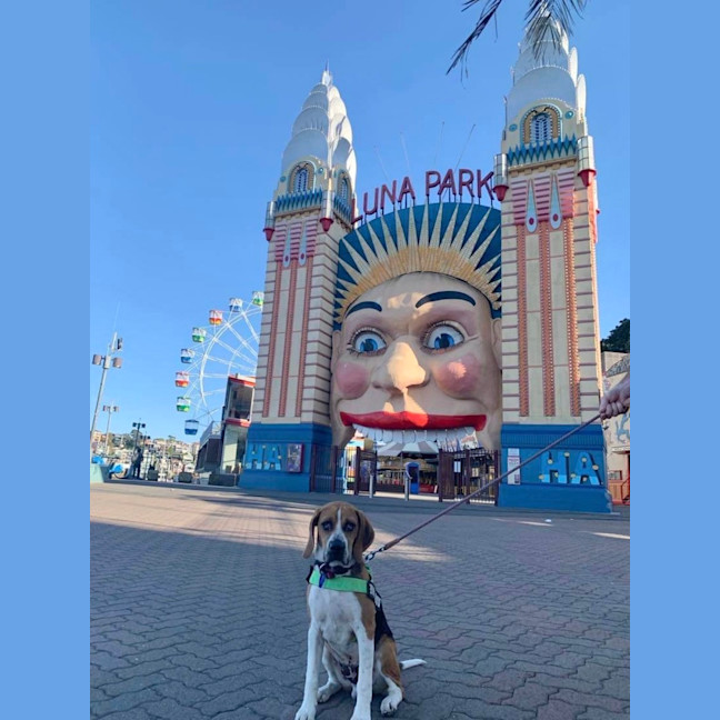 Photo of Bruce   7 Month Old Beagle (Trial)