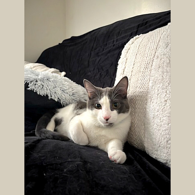 Photo of Dusty (Located In Glen Waverley)