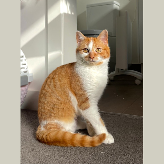 Photo of Marigold
