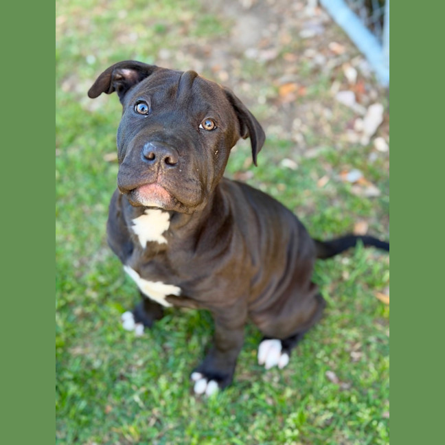 Photo of Moose 