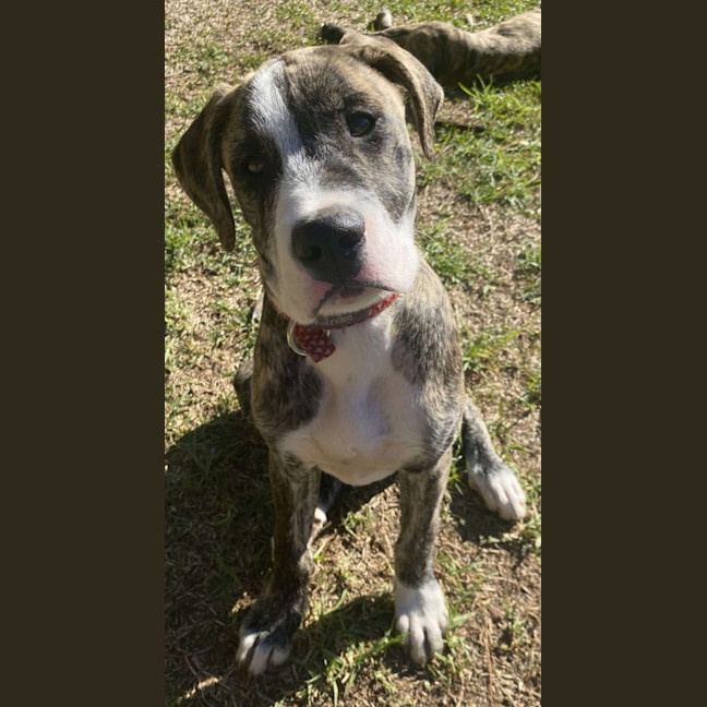 Photo of Ares