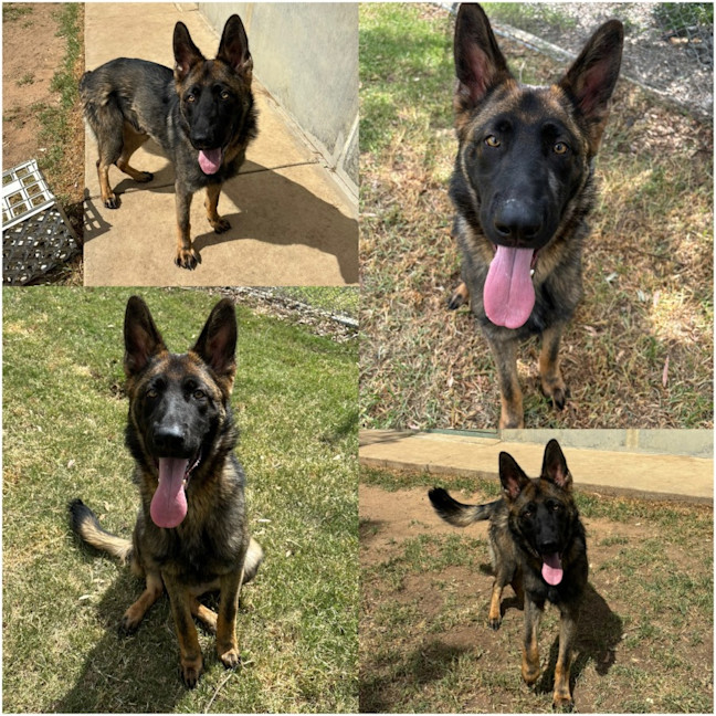 Photo of Loki