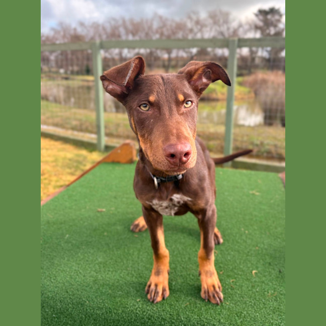 Photo of Moose