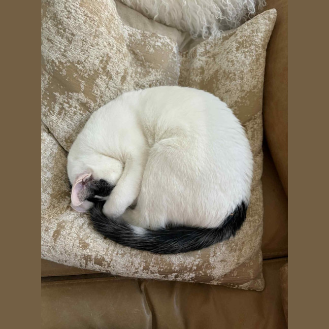 Photo of Lillie 🌷🌷🌷