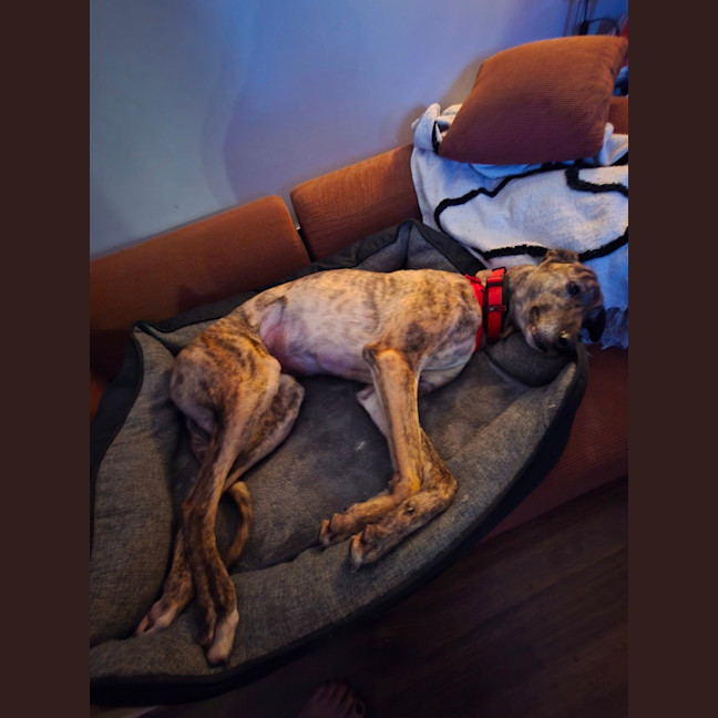 Photo of Skye