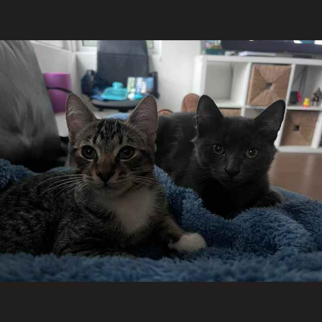 Photo of Fumo & Geez