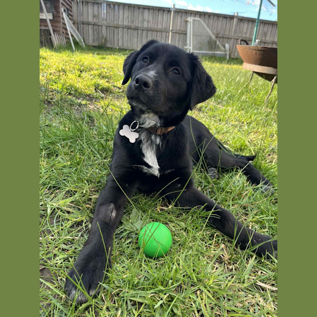 Photo of Roxie