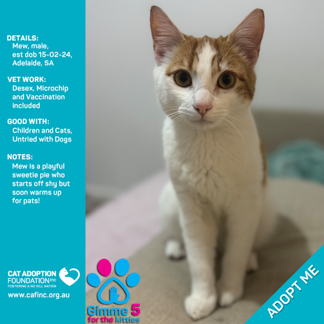 Photo of Mew Just $50 Limited Time!