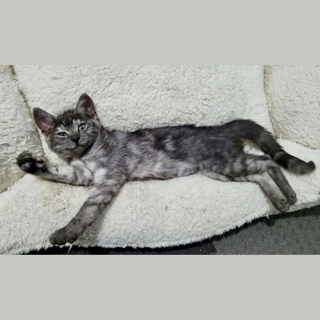 Photo of Harriet