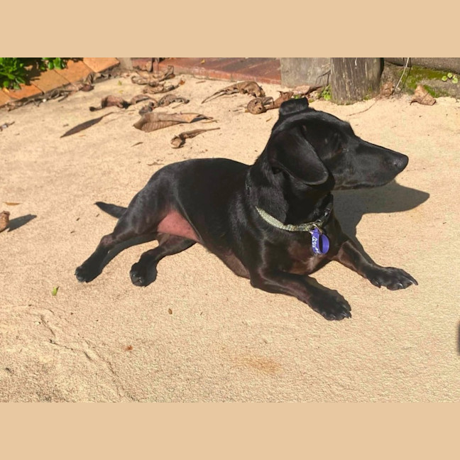 Photo of Luna