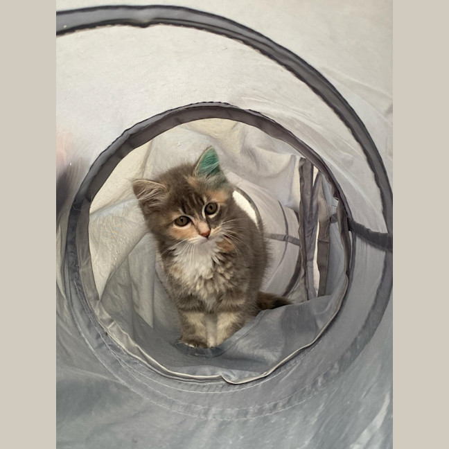 Photo of Milli