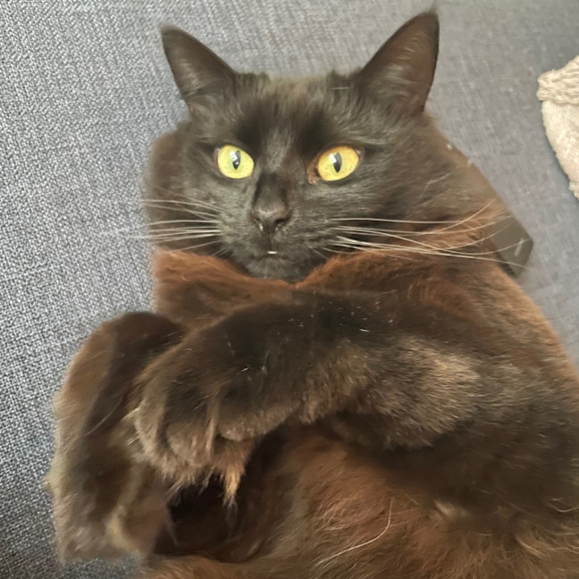 Photo of Kiki   In Foster In Preston