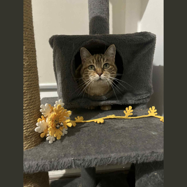 Photo of Lady Saffron