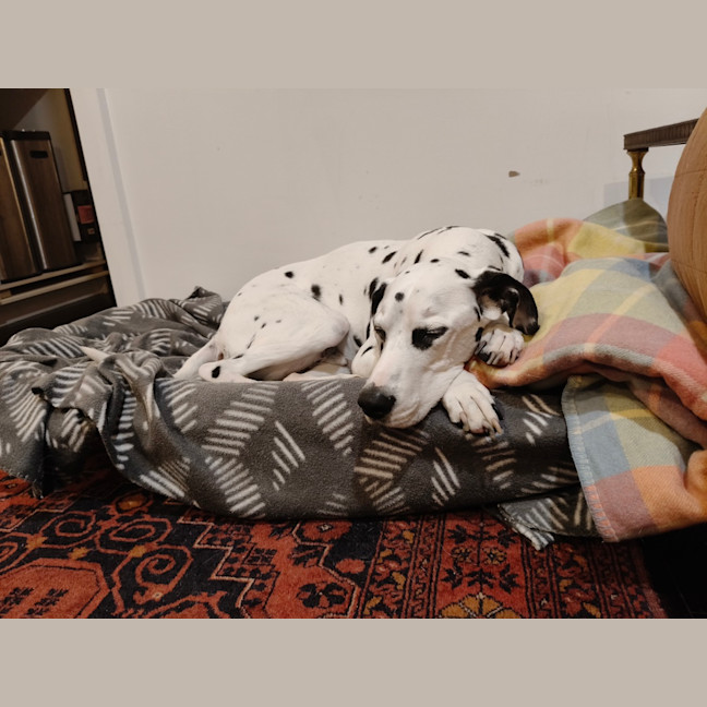 Photo of Cookie