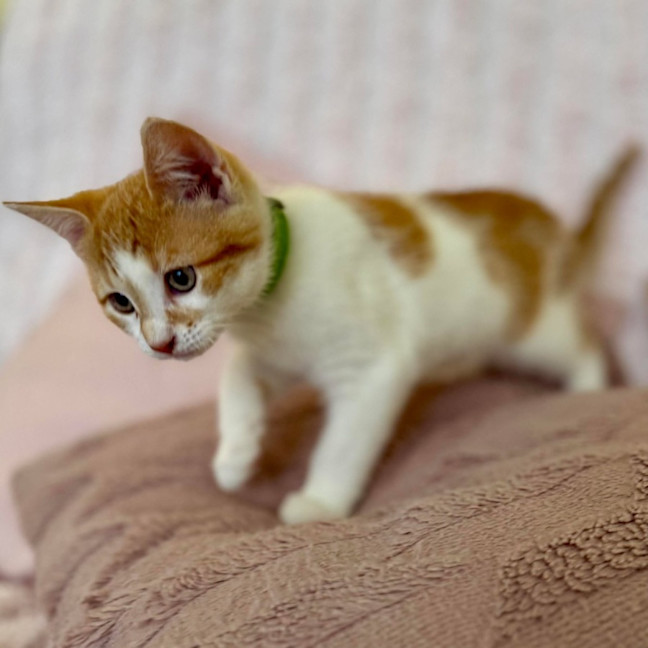 Photo of Zoe   In Foster Care In Croydon